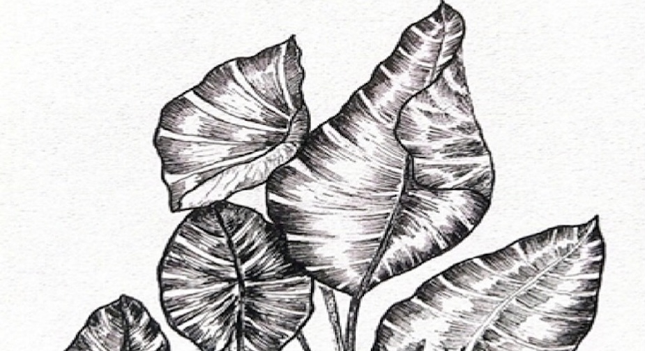 Swamp taro (Cyrtosperma merkusii) or Daluga can grow to 4.5 metres high. It is an ancient source of food, now under threat from gold mining concessions that cover over half of Sangihe Island /Rina Kusuma @sketsarina